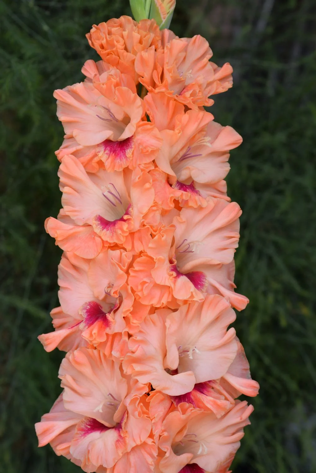 Золотая Свадьба