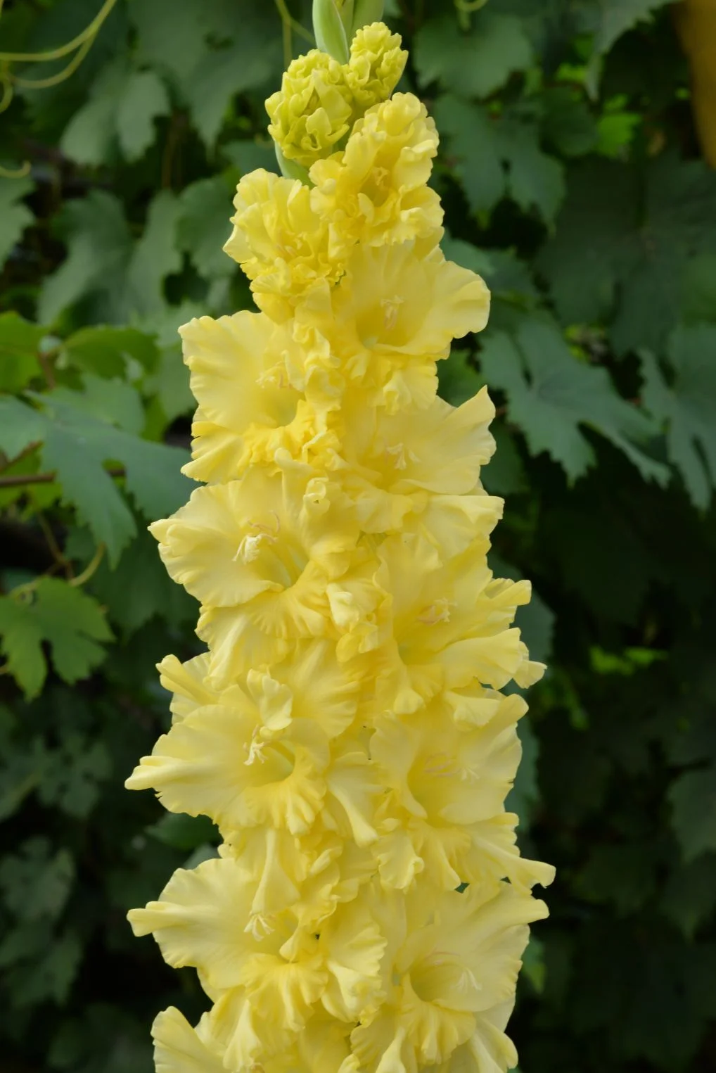 Золото России