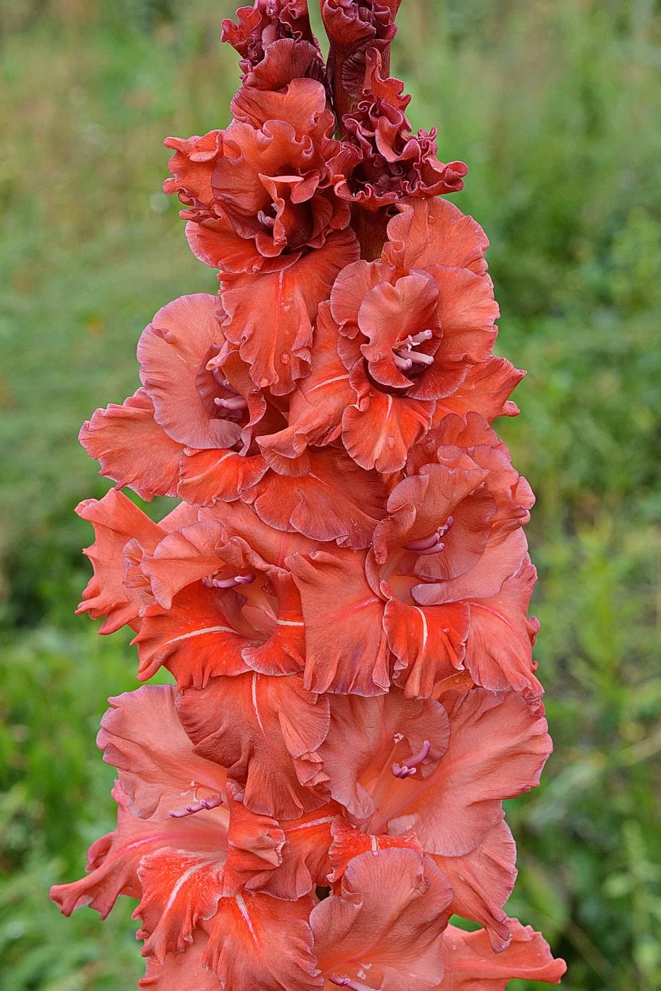 Кареглазая