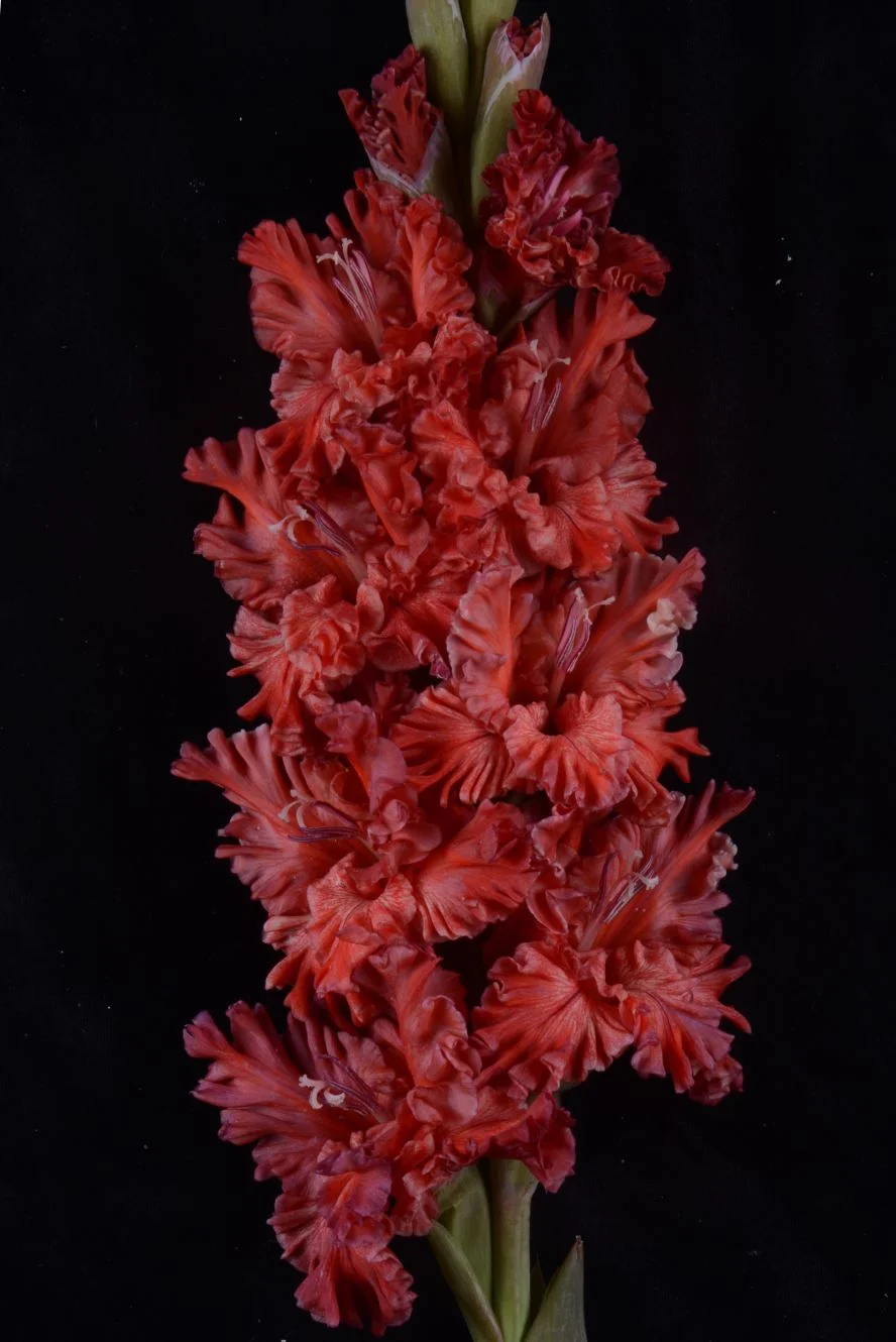 Коралловый риф