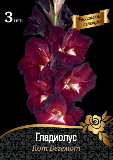 Кот Бегемот