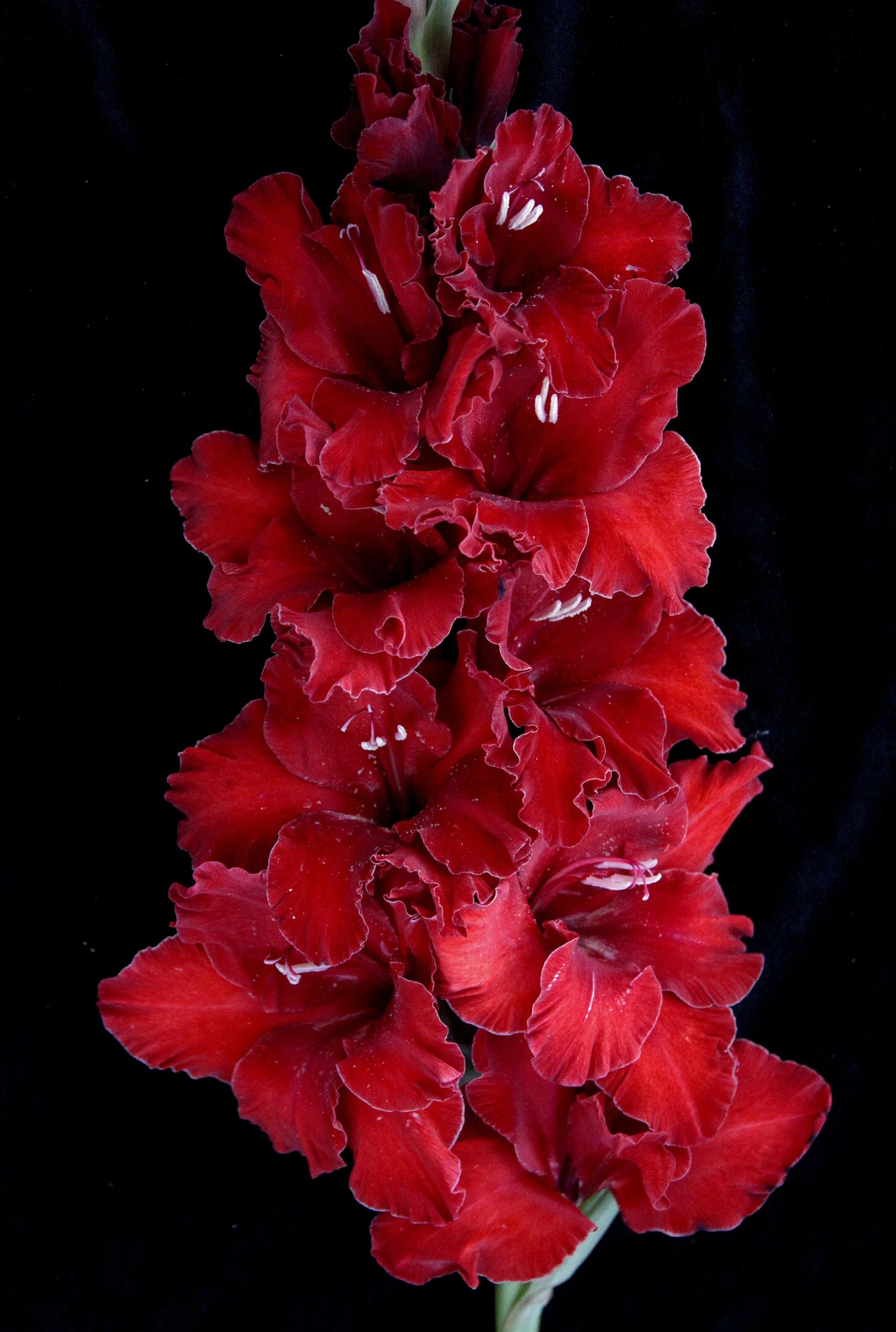 Мадагаскар