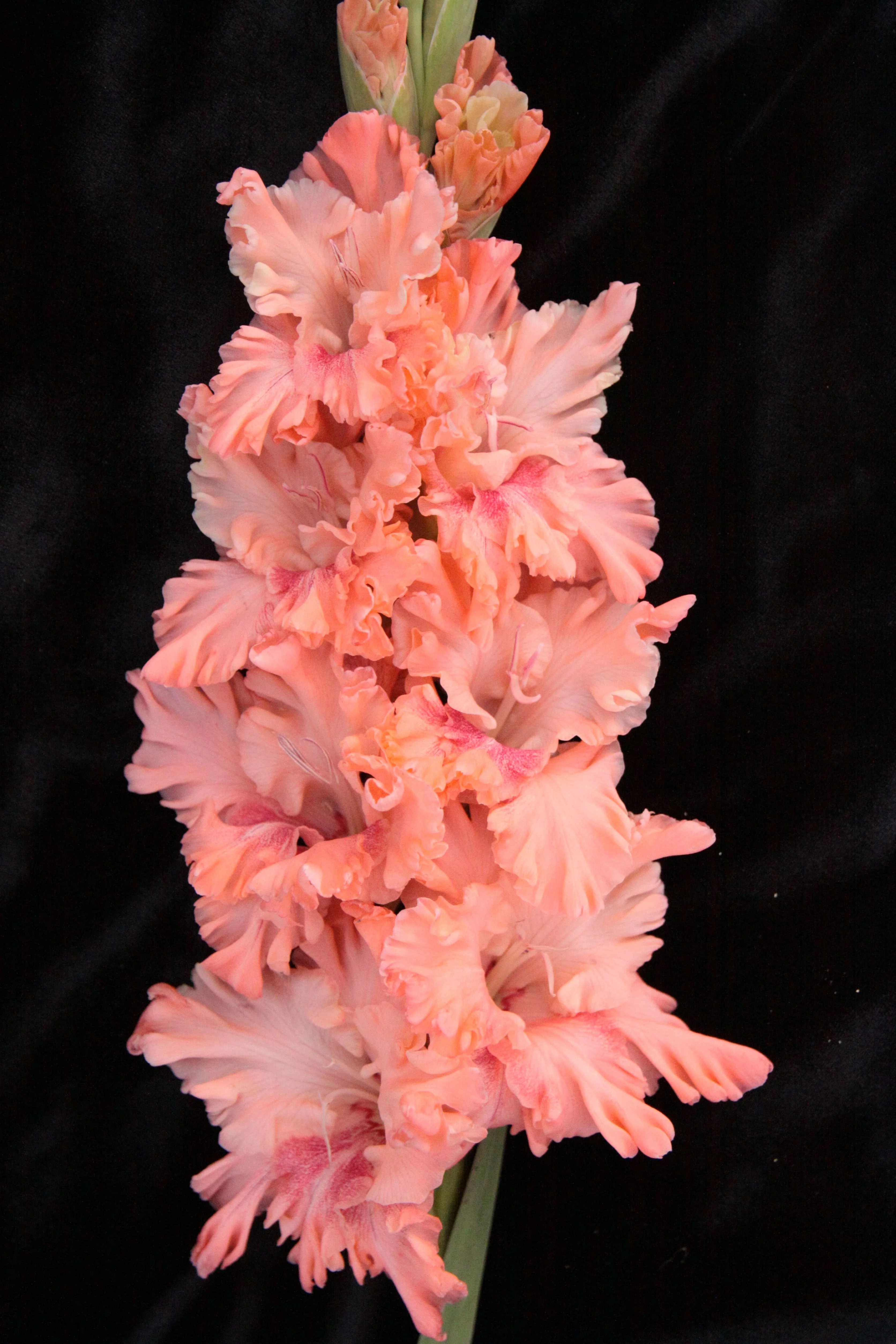 Меланхолия