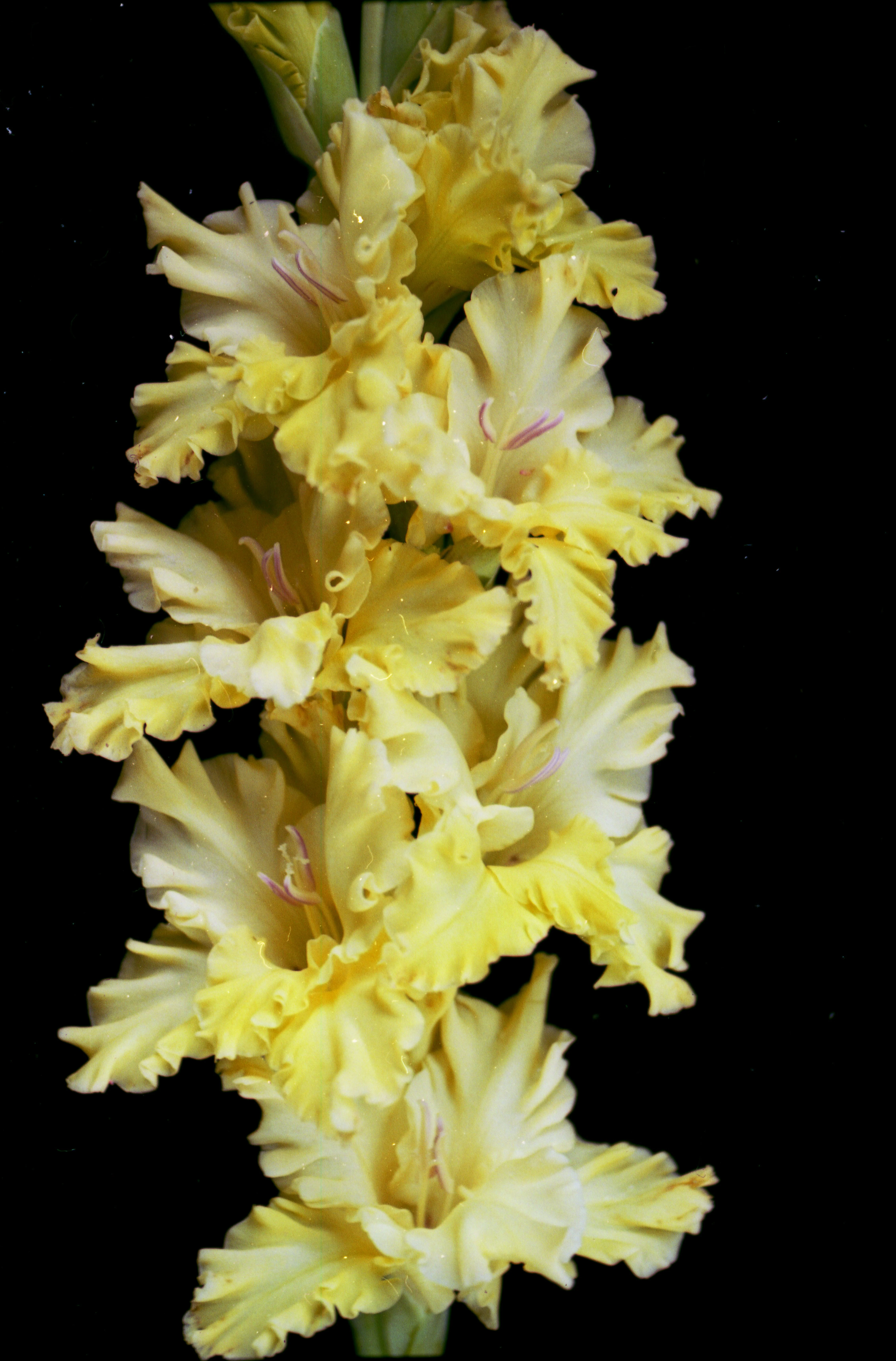 Мэй Блоссем