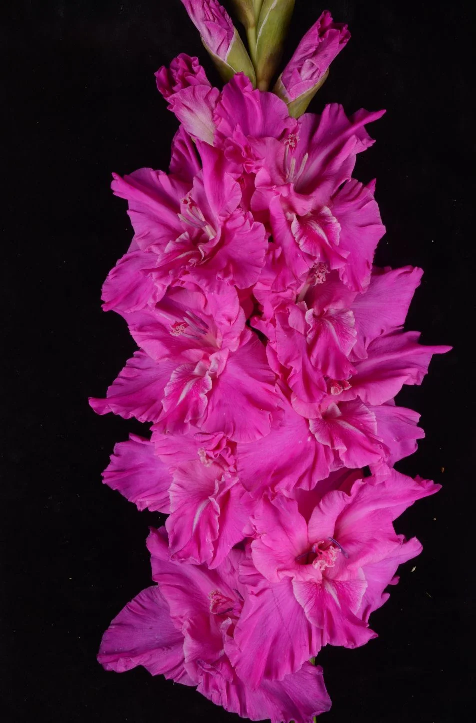 Неоновое сияние