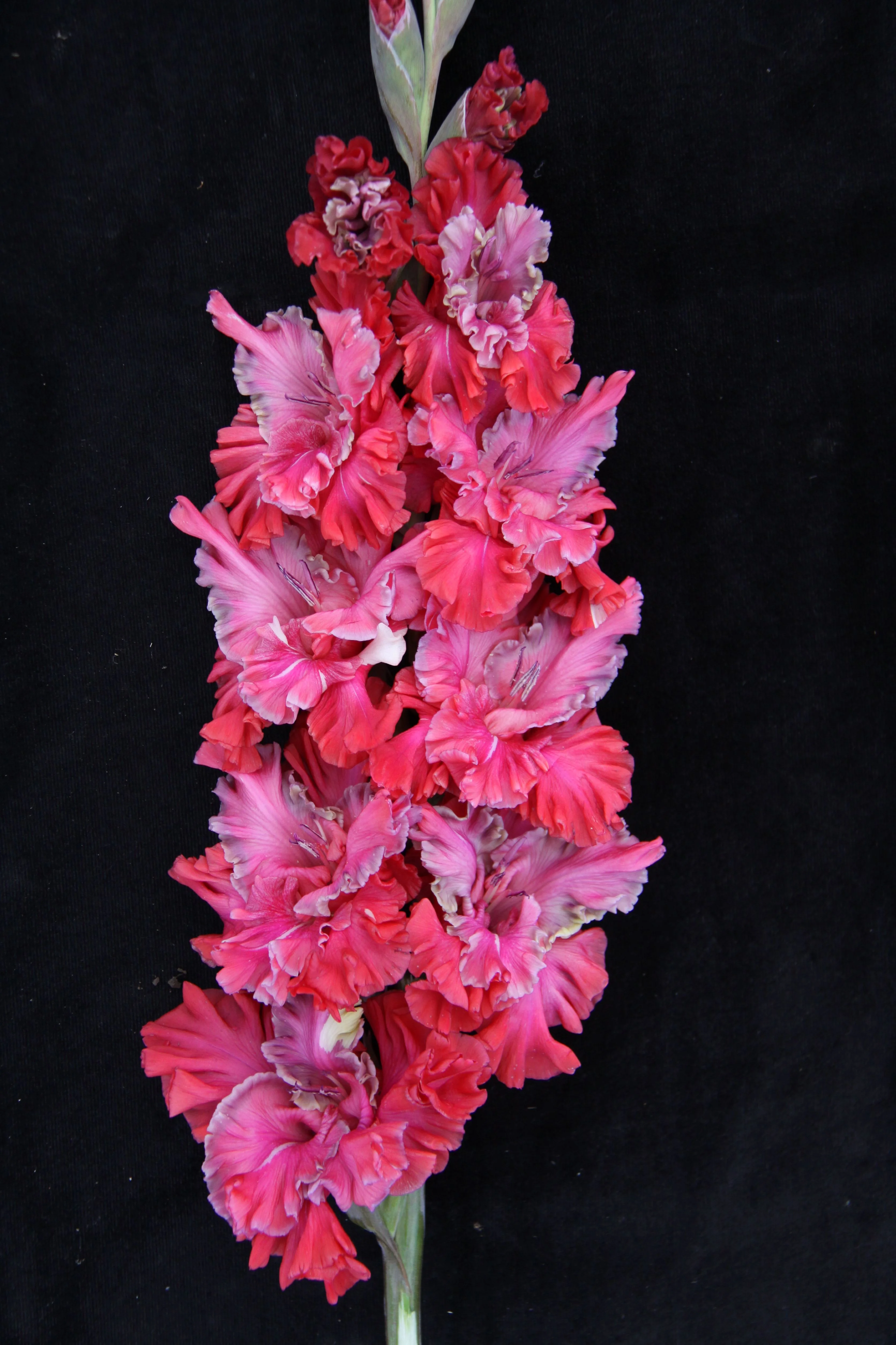 Перпендикулярный мир