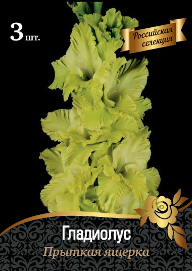 Прыткая ящерка