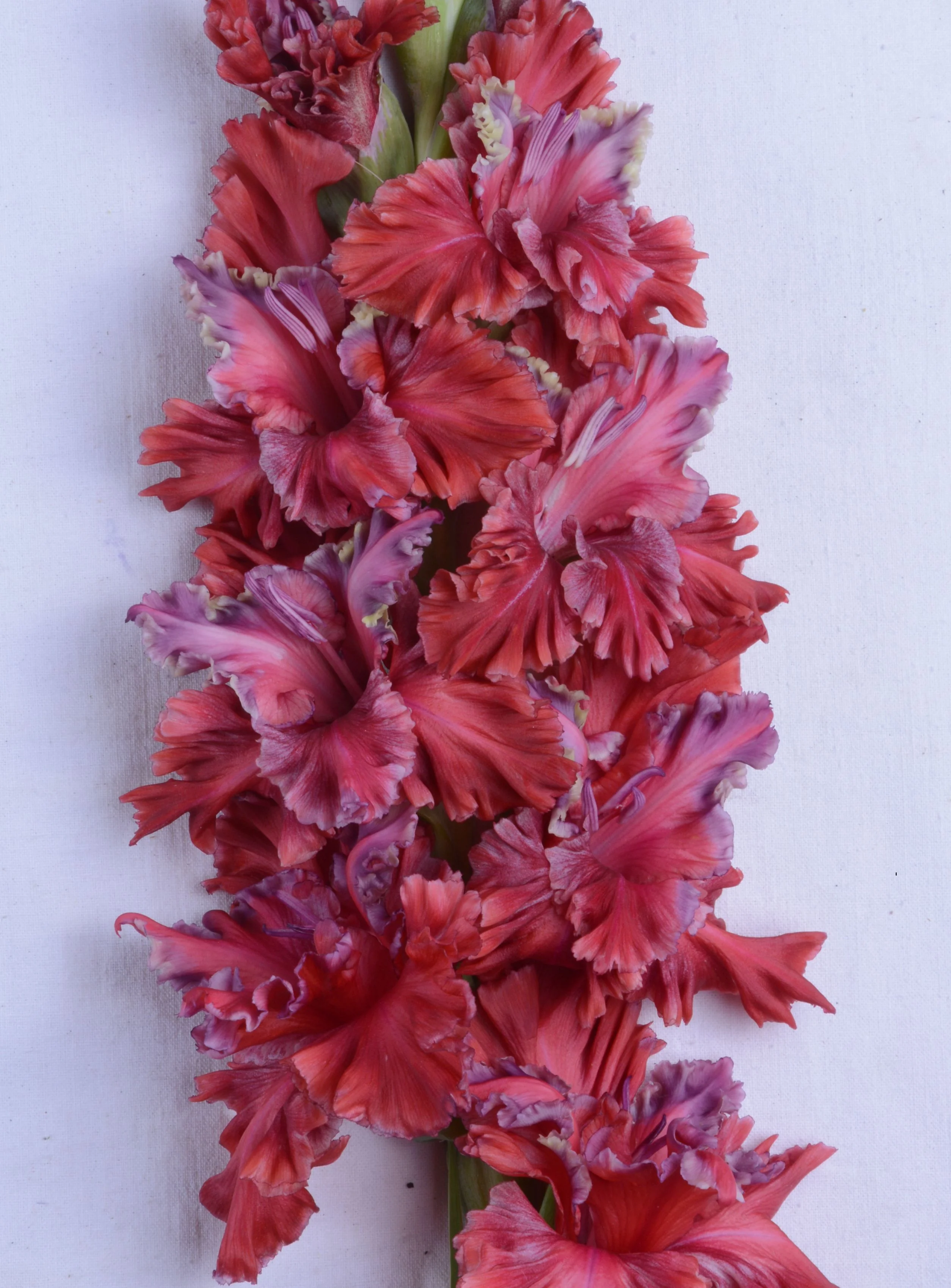 Рояль в кустах