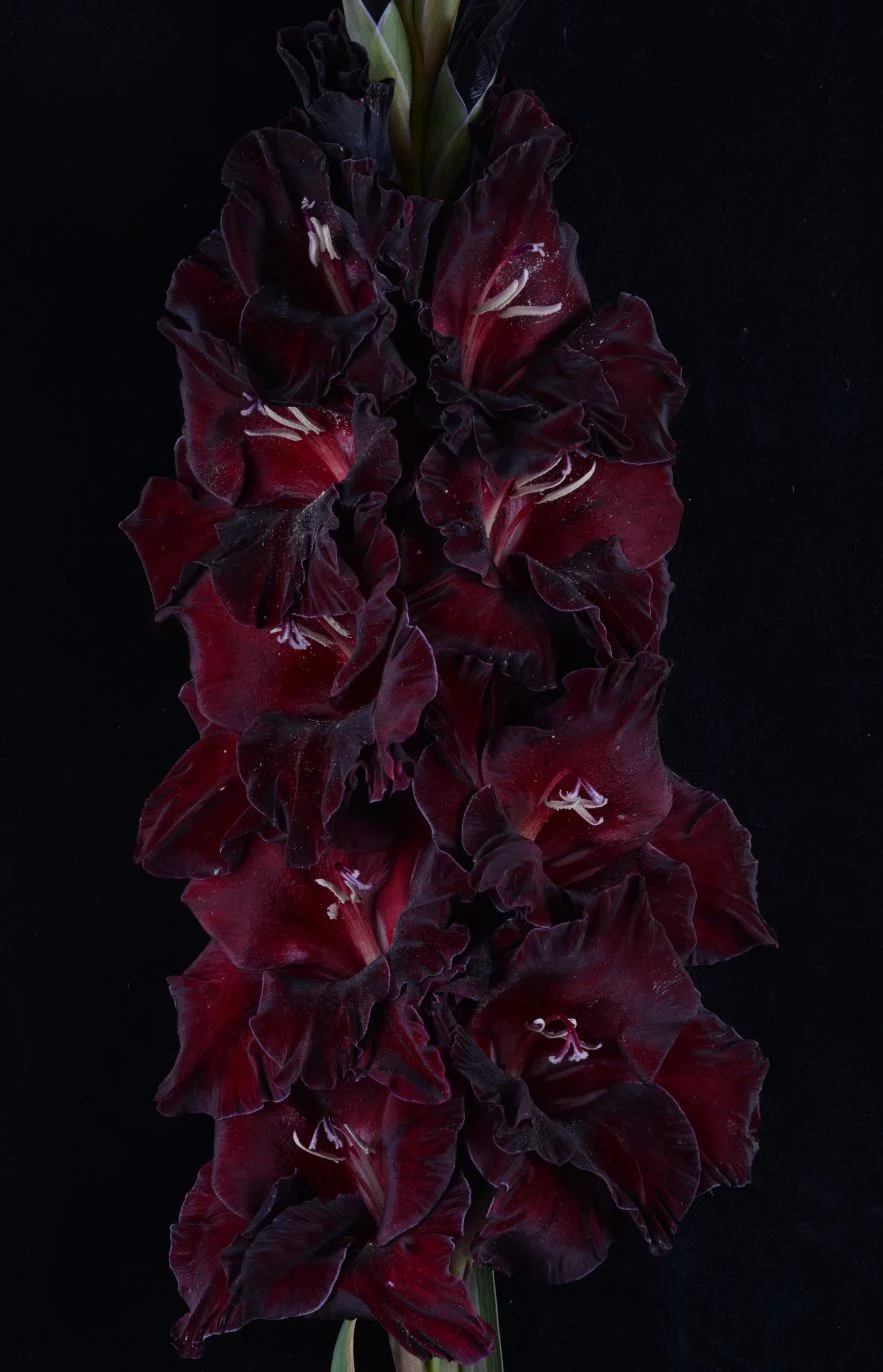 Танец белых перчаток