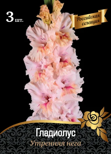 Утренняя Нега