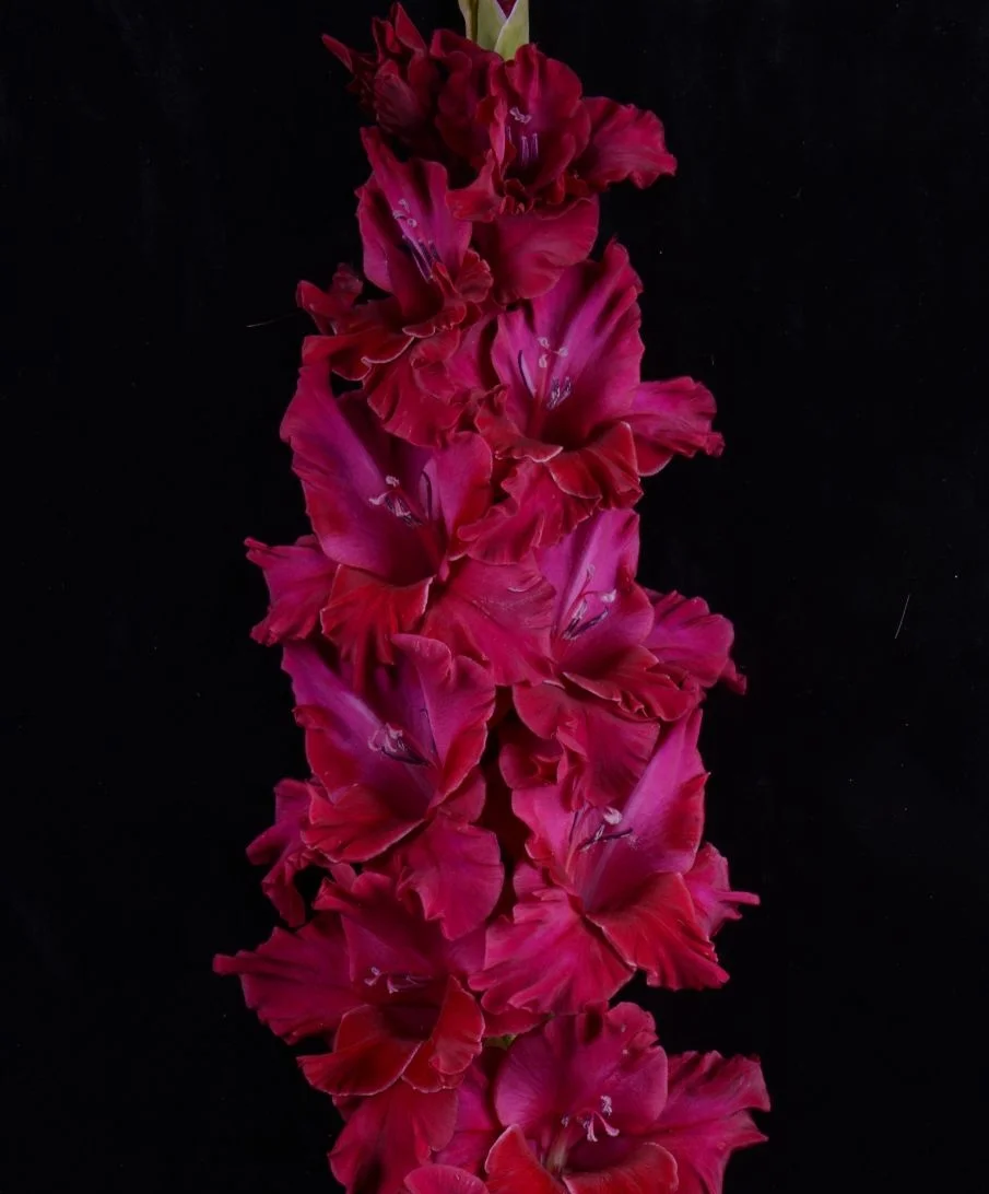 Церюню лиесма