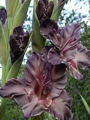 Шоколадный дракон