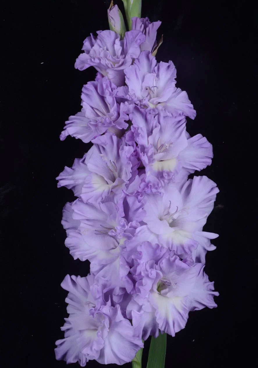 Голубая метель