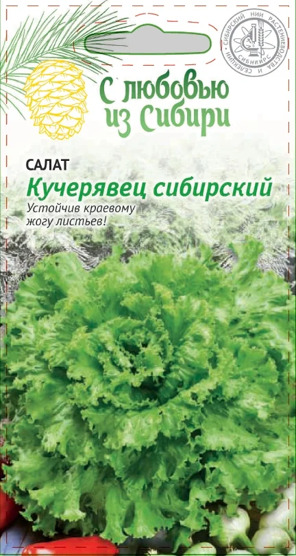 Кучерявец Сибирский