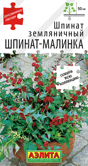 Шпинат-малинка