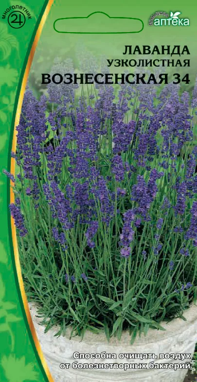 Миниатюра изображения сорта Вознесенская 34