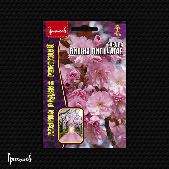 Вишня пильчатая