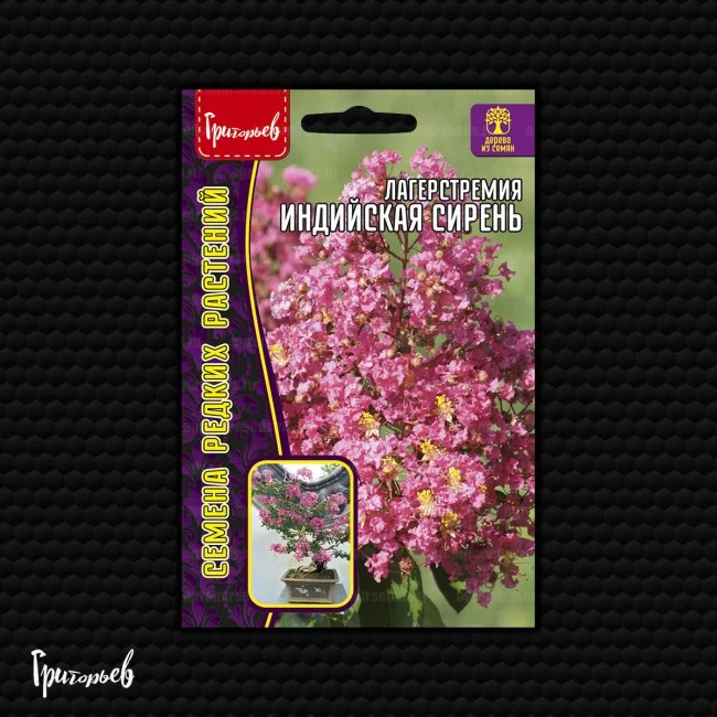 Индийская Сирень