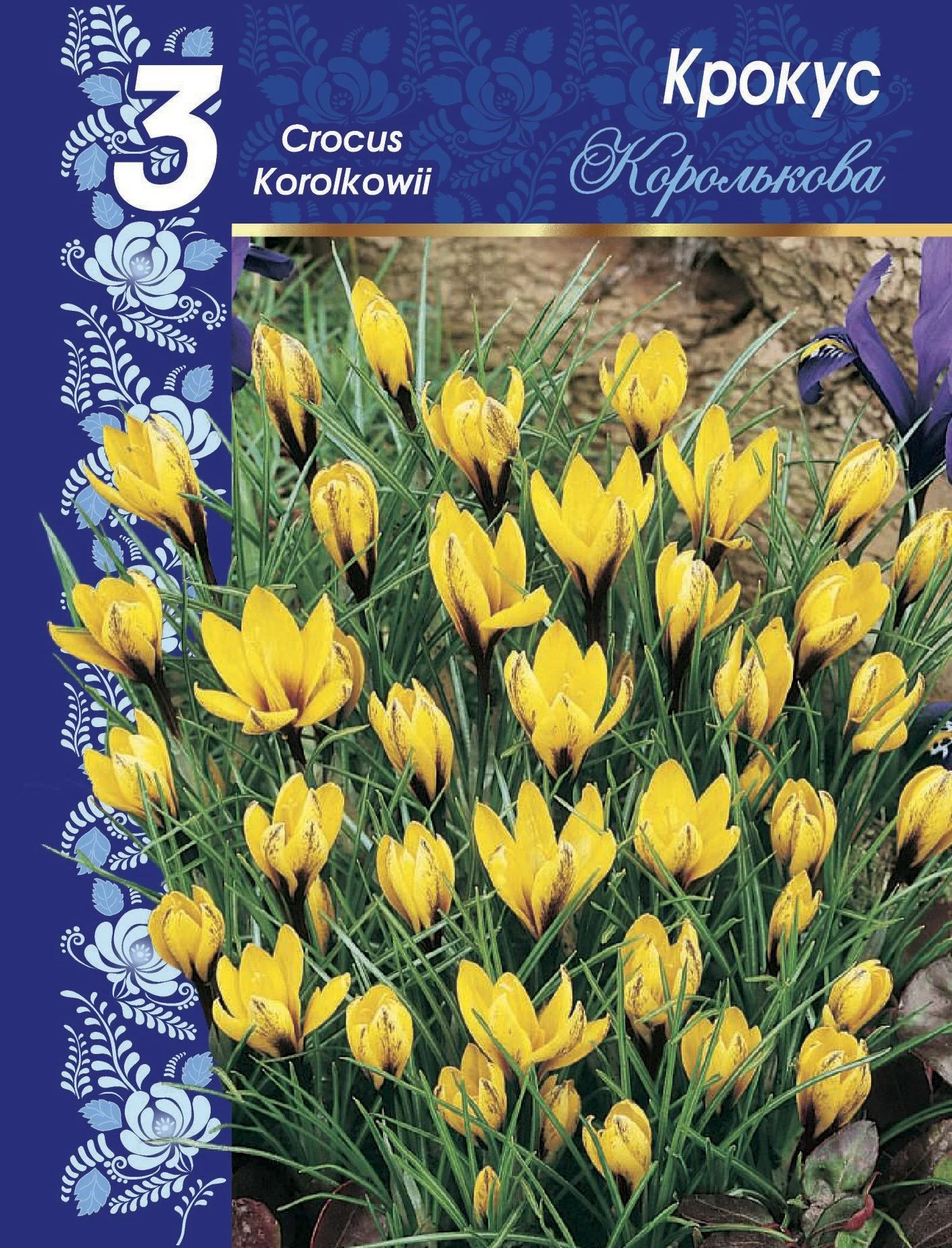 Королькова (Шафран Королькова)