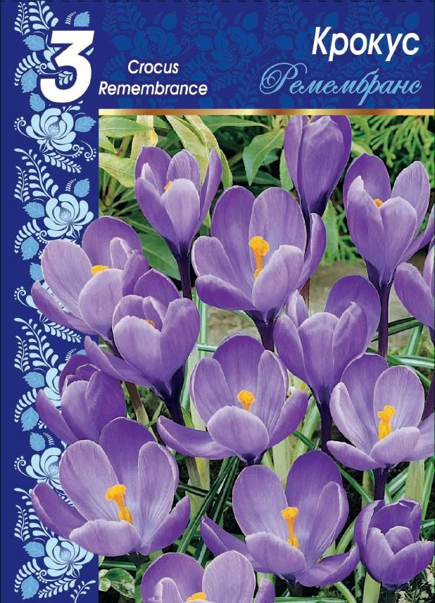 Ремембранс