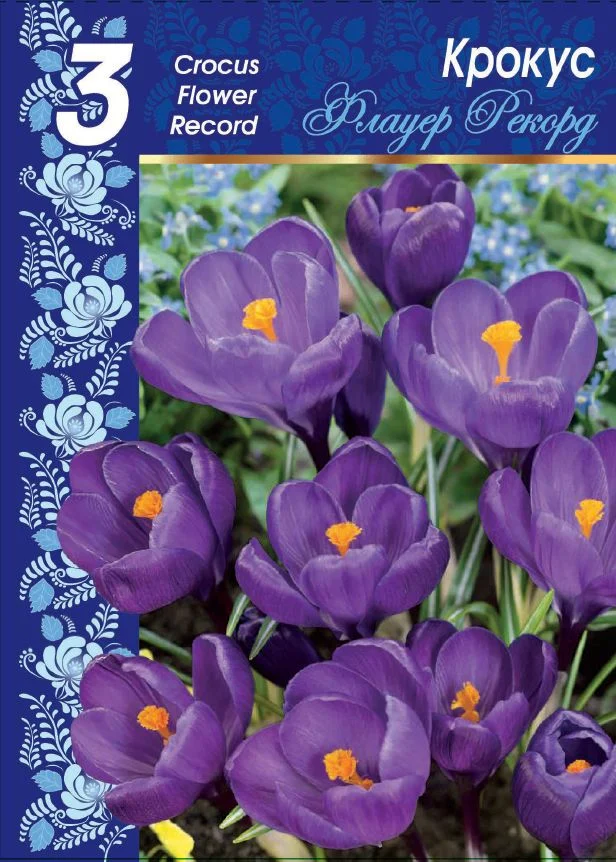 Флауэр Рекорд