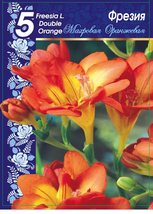 Махровая Оранжевая