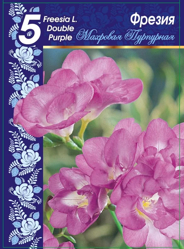 Махровая Пурпурная