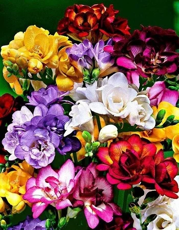 Махровая смесь