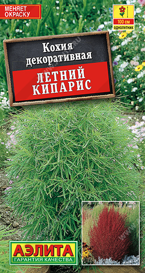 Летний кипарис
