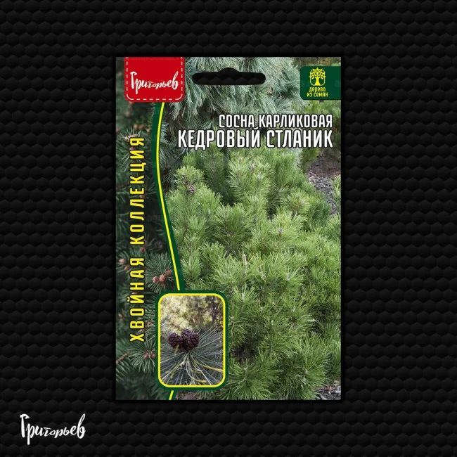 Кедровый Стланик карликовая