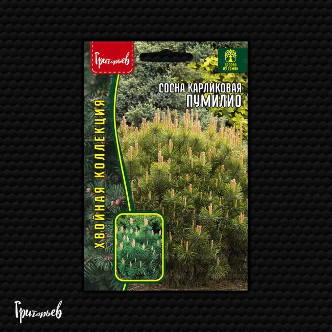 Пумилио карликовая