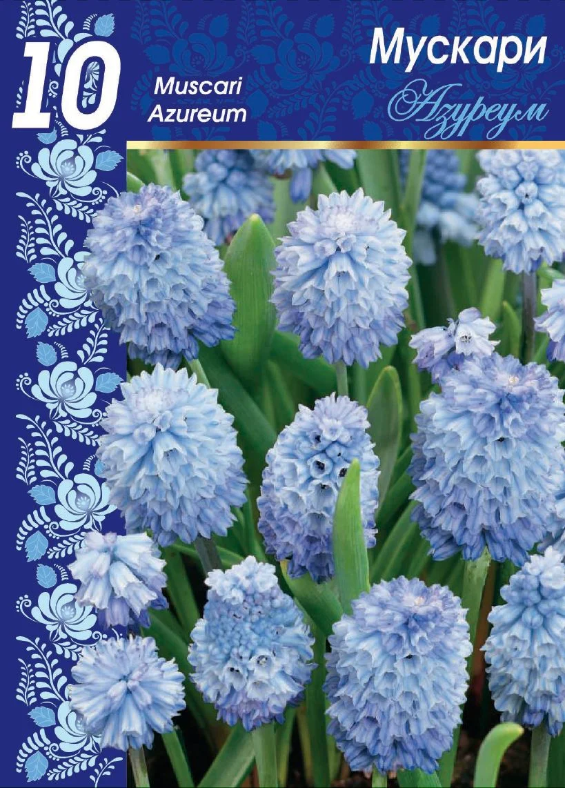 Азуреум (лазурный)