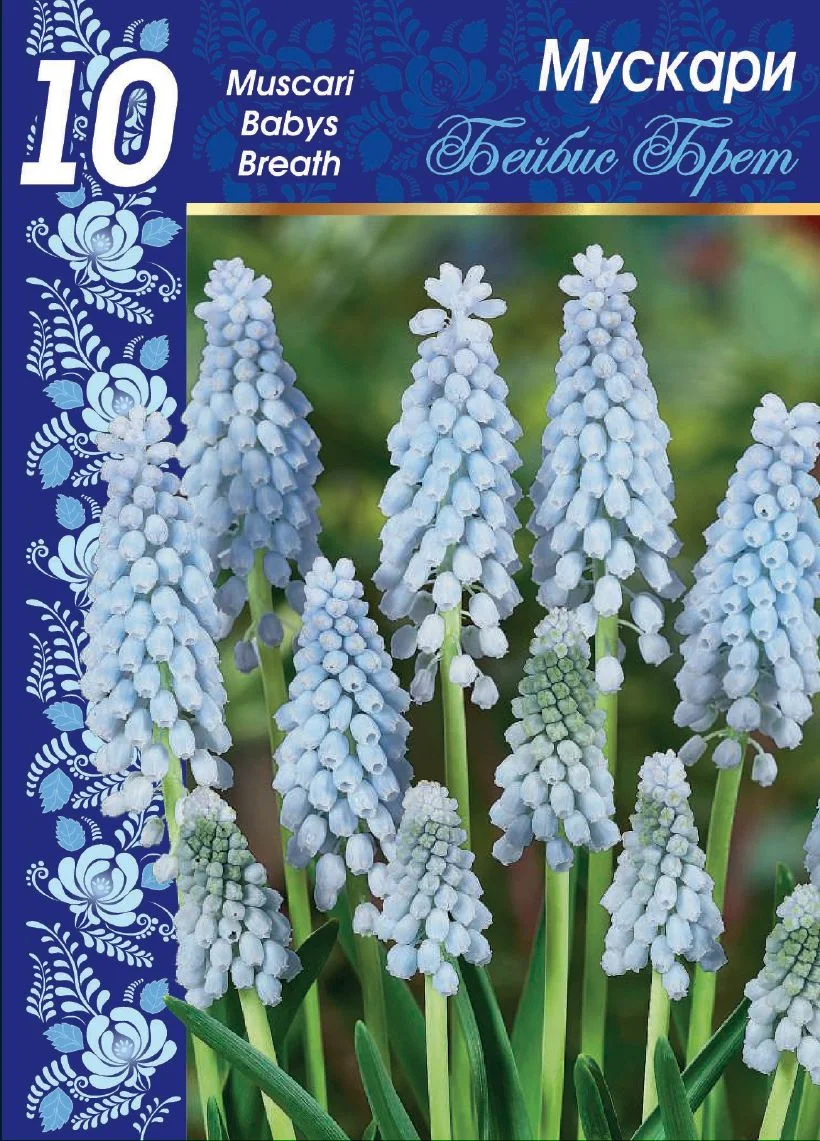 Бейбис Брет