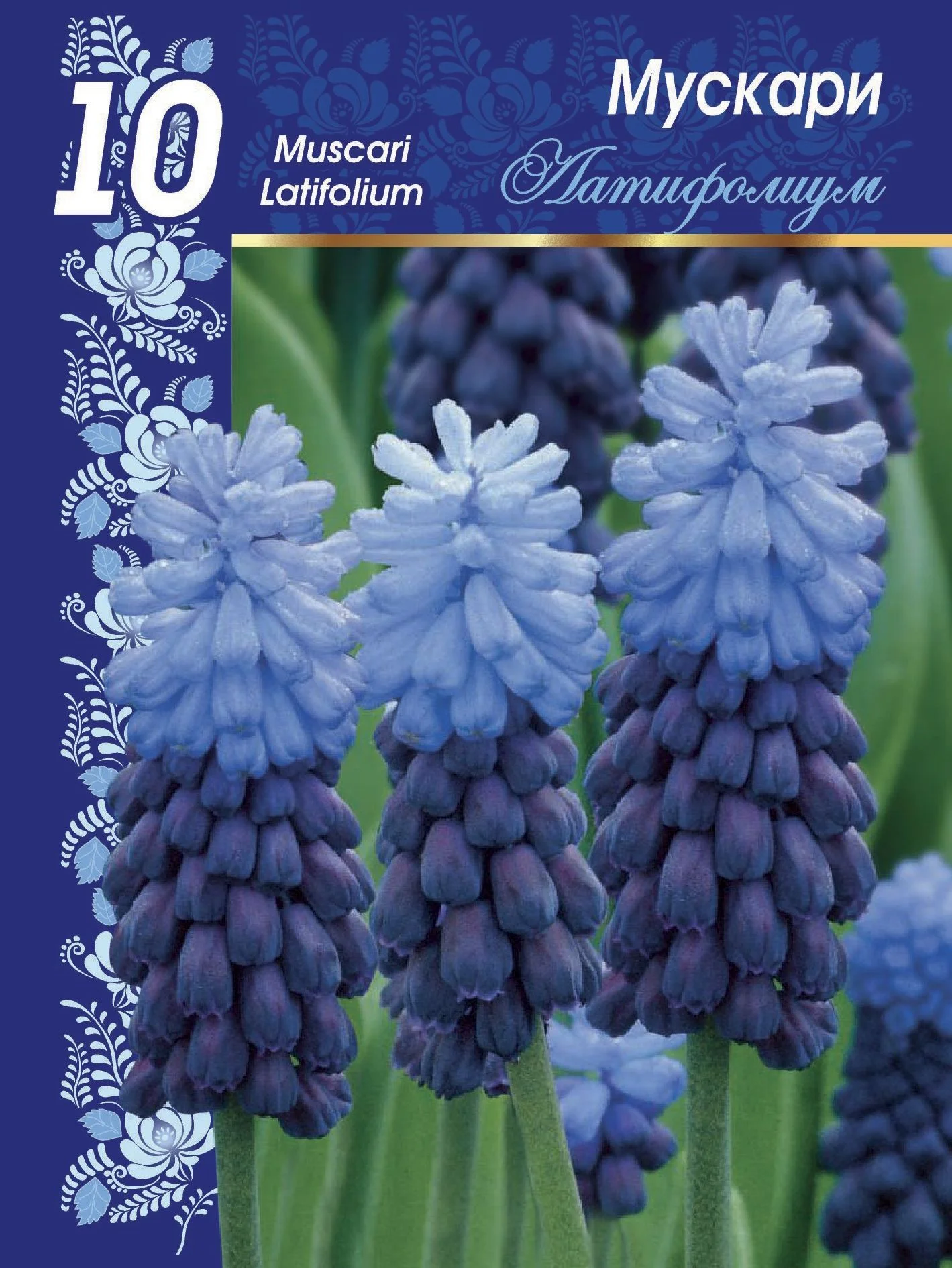 Латифолиум