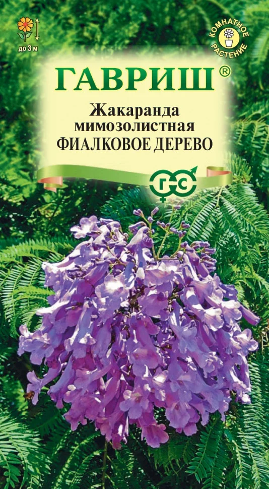 Фиалковое дерево