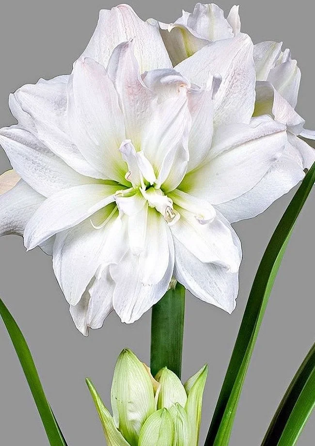 Фламенко Квин