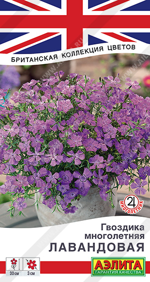 многолетняя лавандовая
