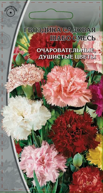 Миниатюра изображения сорта Шабо