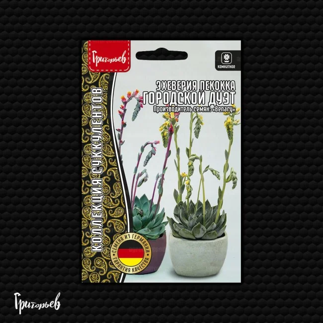 Городской Дуэт