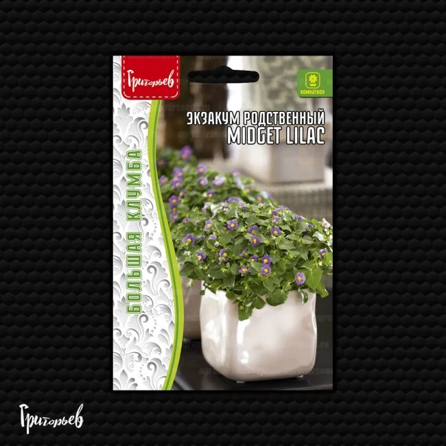Midget Lilac родственный