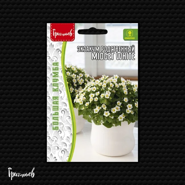 Midget White родственный
