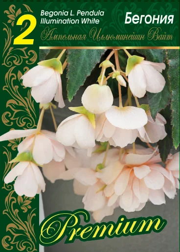 Иллюминейшн Вайт