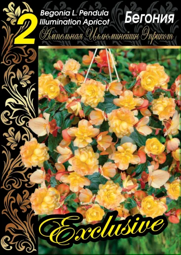 Иллюминейшн Эприкот