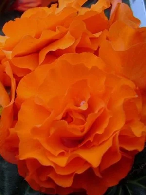 Нон Стоп Оренж