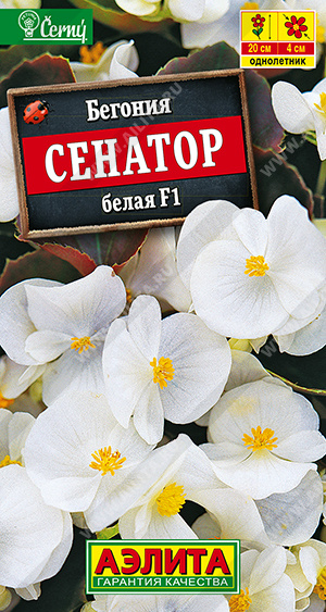 Сенатор белая