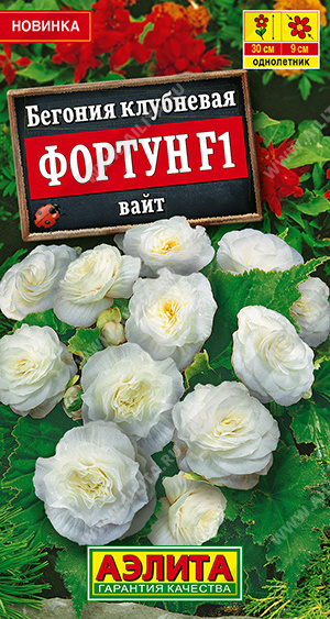 Фортун вайт