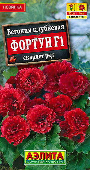 Фортун скарлет ред