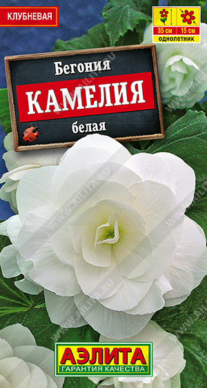 Камелия белая