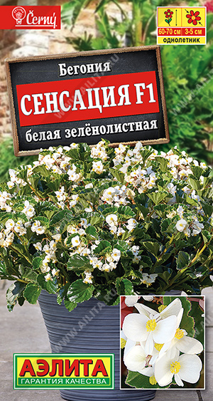 Сенсация белая зеленолистная