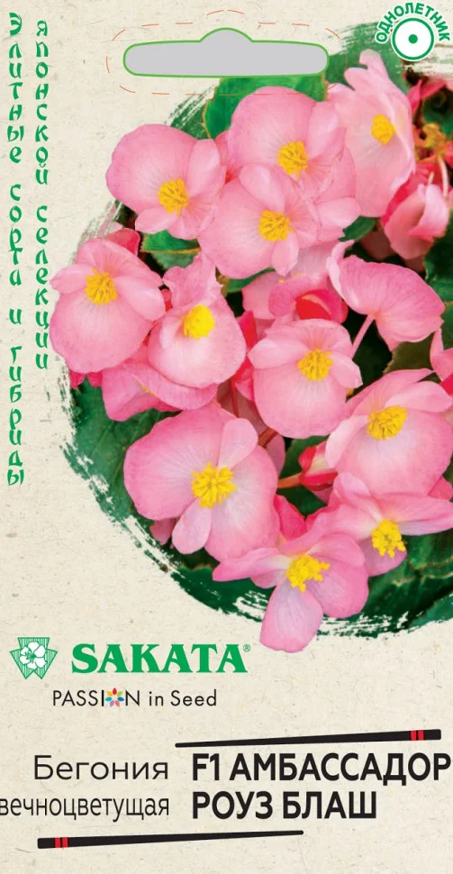 Амбассадор Роуз Блаш